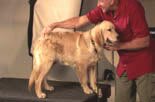 teaching your dog to sit and stay